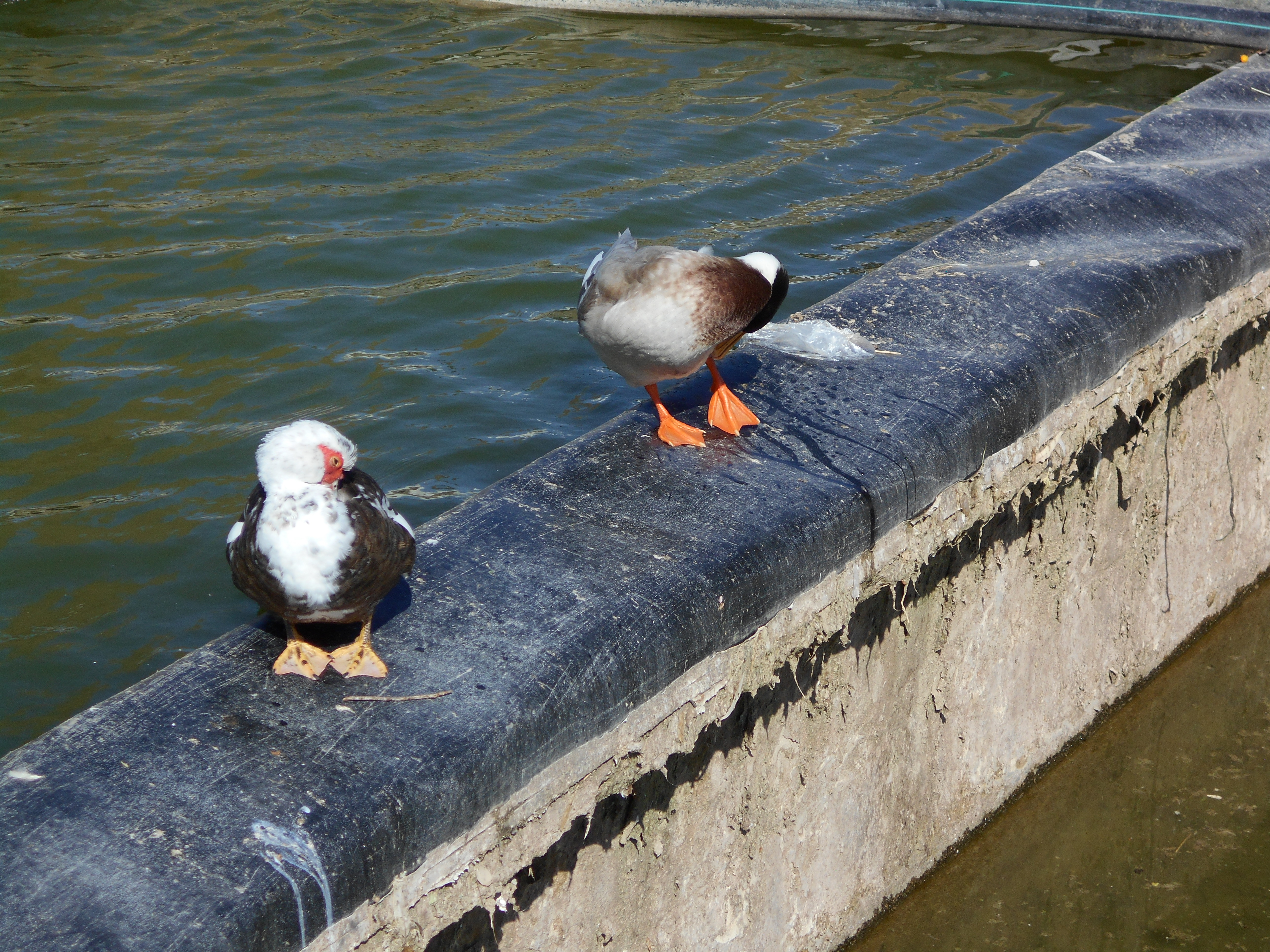 Ducks