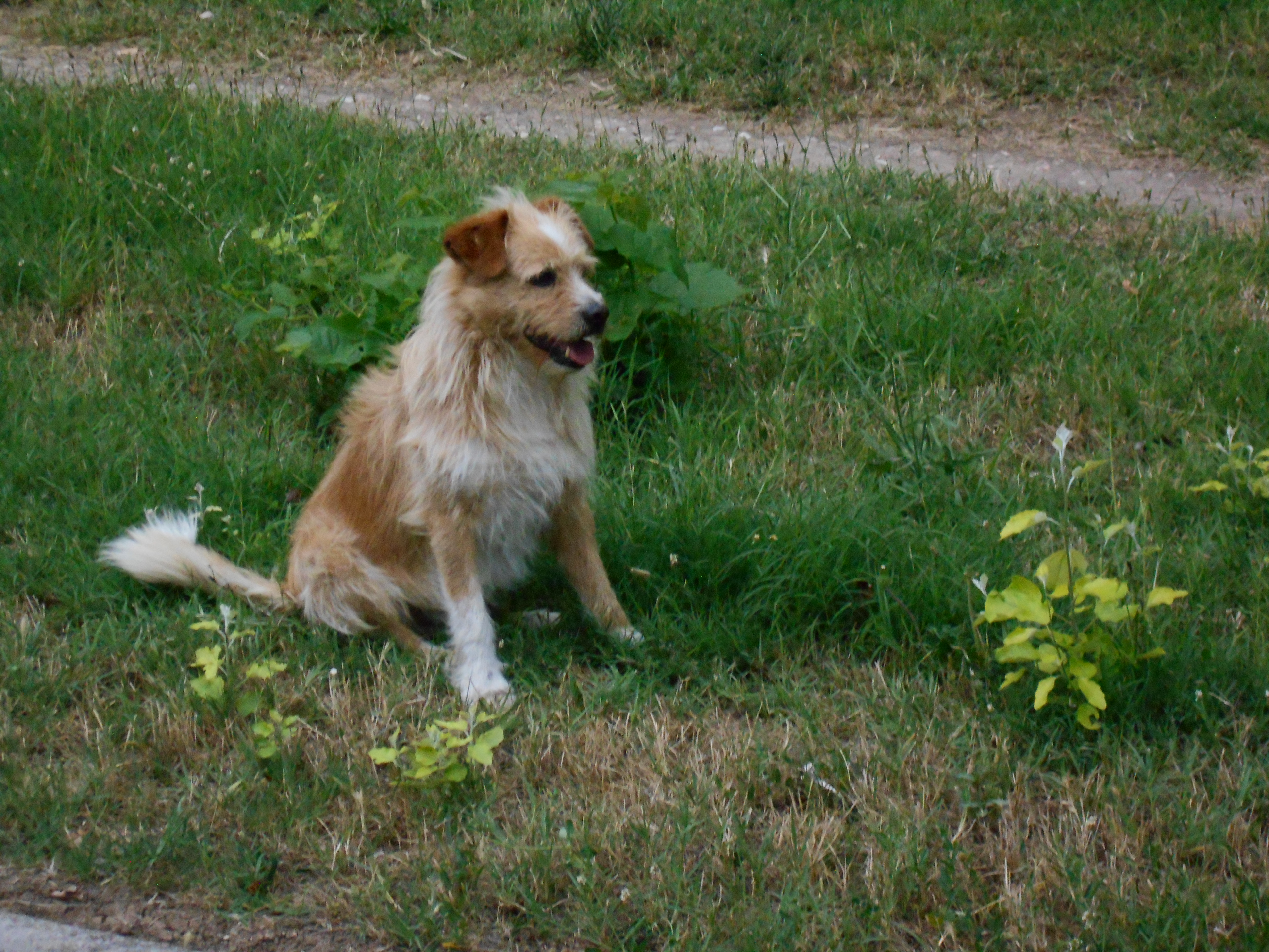 Dog