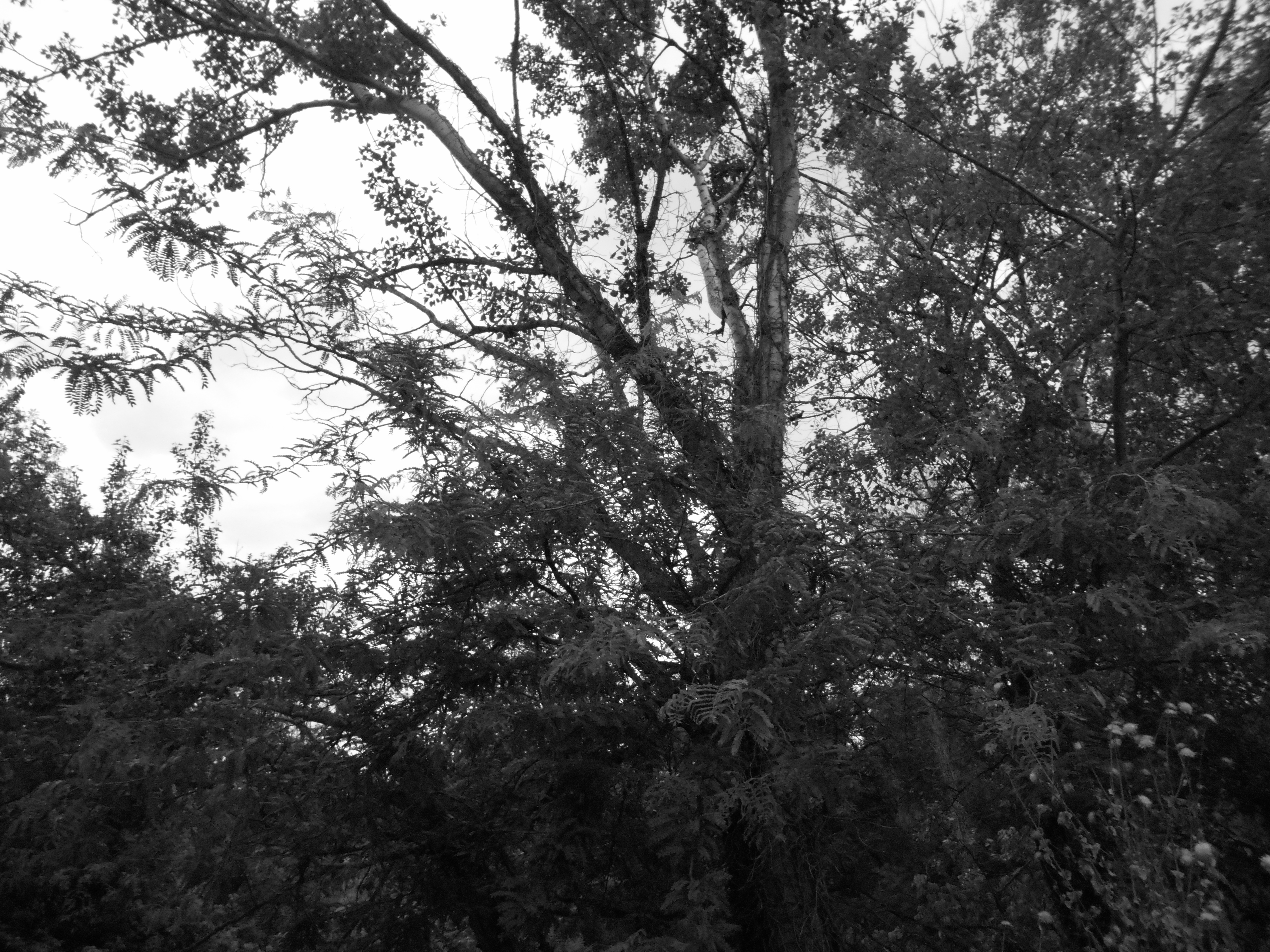 B&W Tree